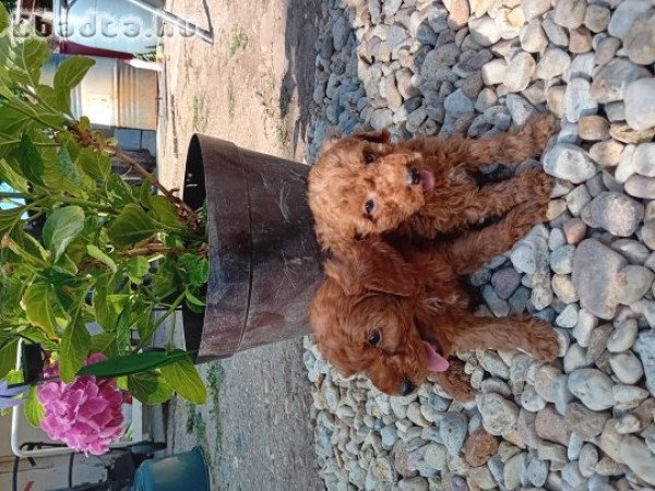 Törpe uszkár kiskutyák