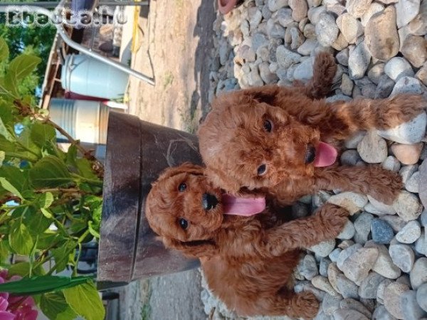 Törpe uszkár kiskutyák