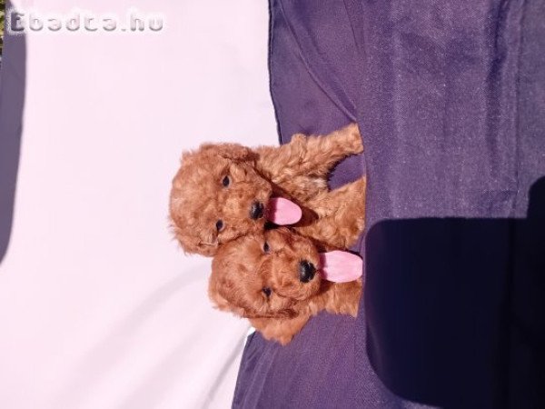 Törpe uszkár kiskutyák