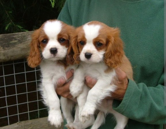 Cavalier king Charles spaniel kölykök