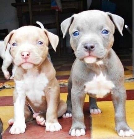 Pitbull Terrier Kölykök