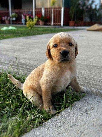Golden retriever