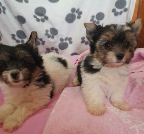 Yorkshire terrier biewer