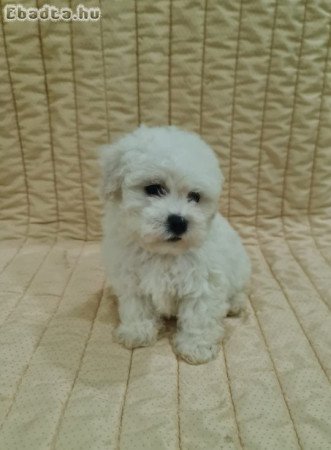 Bichon Frise