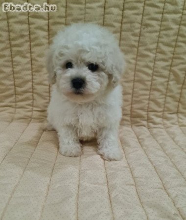Bichon Frise