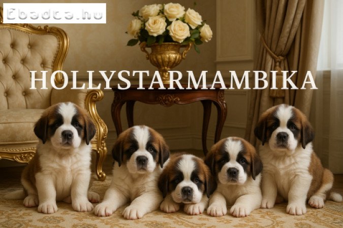 Bernáthegyi kiskutyák garanciásTenyészetből!