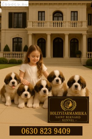 Bernáthegyi szuka kölykök Tenyészetből!