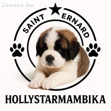 Bernáthegyi kiskutyák Tenyészetből!