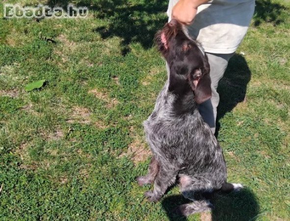 Drótszőrű német vizsla