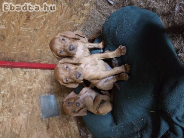 Magyar vizsla kölykök keresik gazdájukat