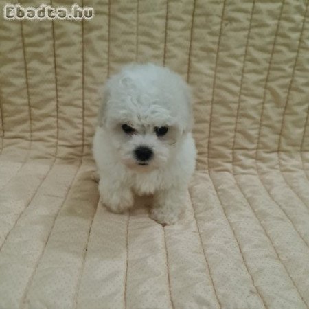 Bichon Frise