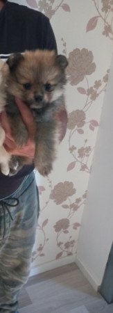 pomerániai törpe spitz