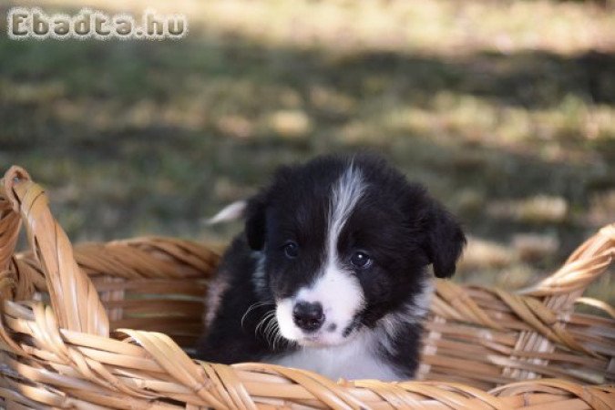 Dazzling Borders Addicted To You