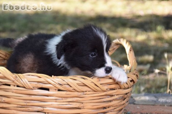 Dazzling Borders Addicted To You