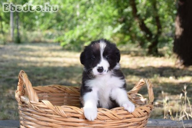 Dazzling Borders Addicted To You