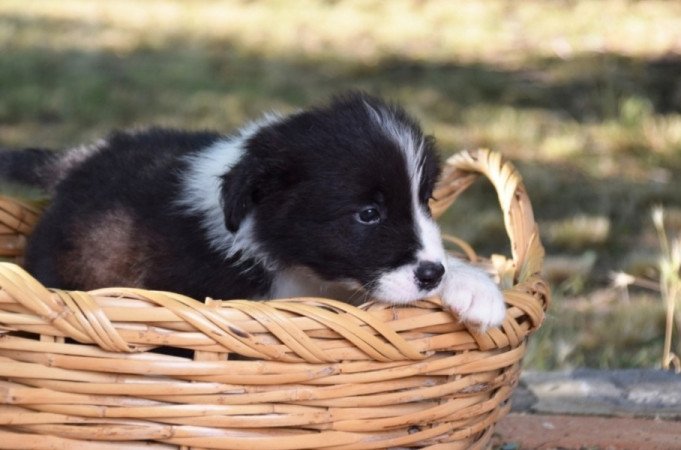 Border Collie