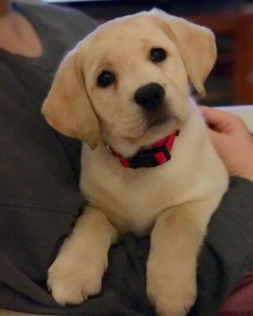 Kolykok Labrador Retriever