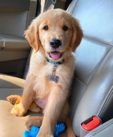 Golden Retriever