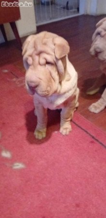 Shar Pei egy fiú egy kislány