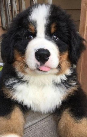 Barnese mountain dog puppy