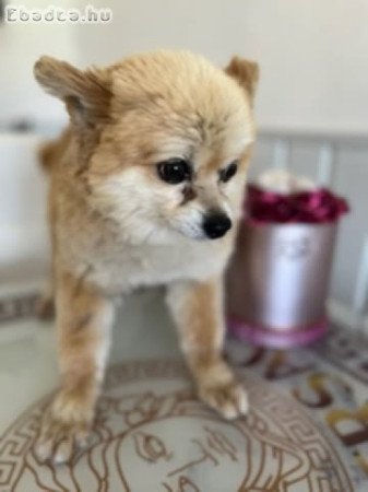 Törpe spitz 3 éves eladó olcsón