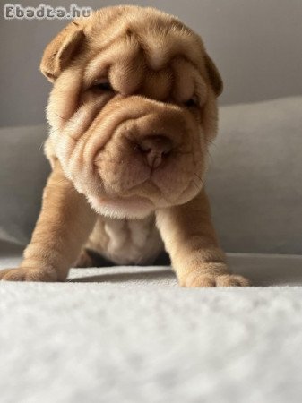 Shar Pei egy fiú egy kislány