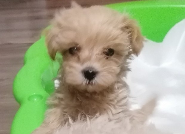 Maltipoo (máltai x uszkár)