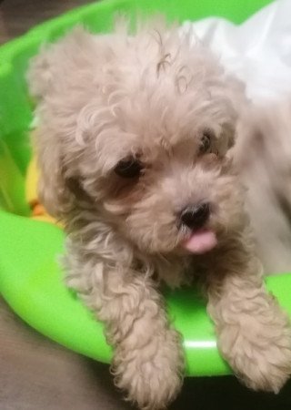 Maltipoo (máltai x uszkár)