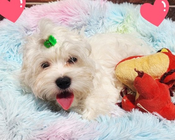 Bichon Havanese