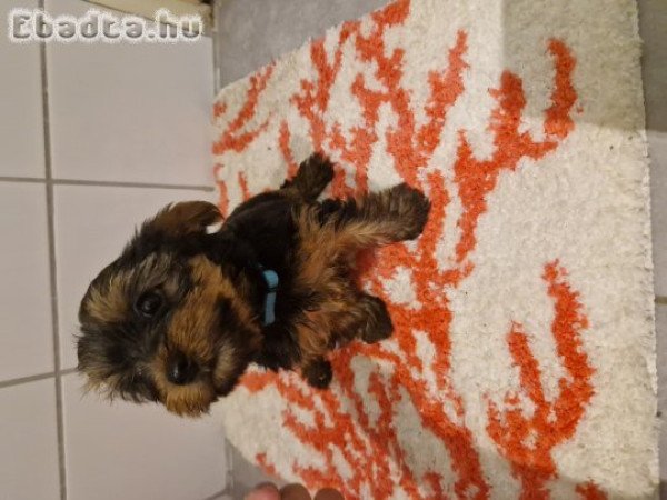 Yorkshire terrier eladó