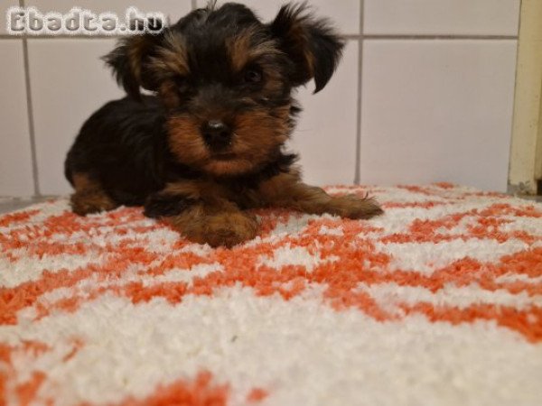 Yorkshire terrier eladó