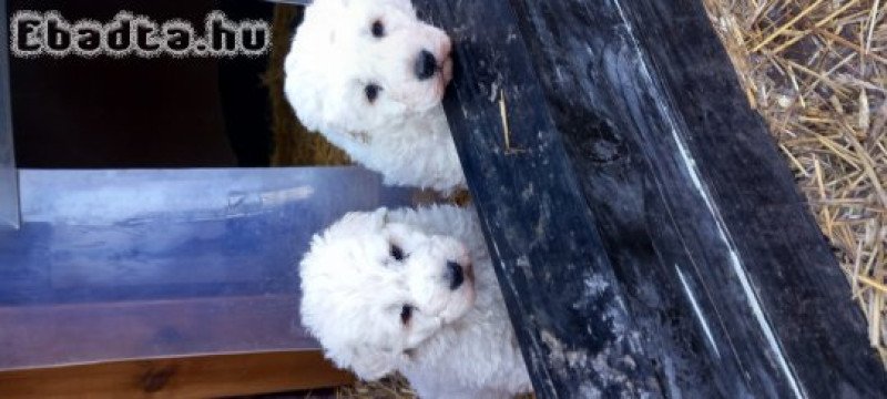 Komondor kölykök eladóak!