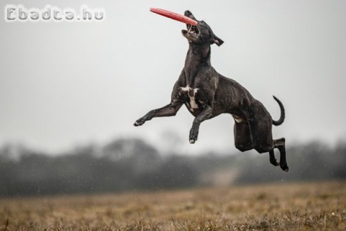 whippet jellegű babák születtek családunkba