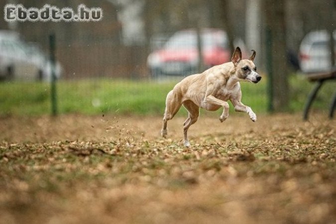 whippet jellegű babák születtek családunkba