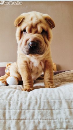 Shar pei kölyök