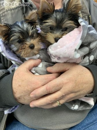 Yorkshire terrier kölykök