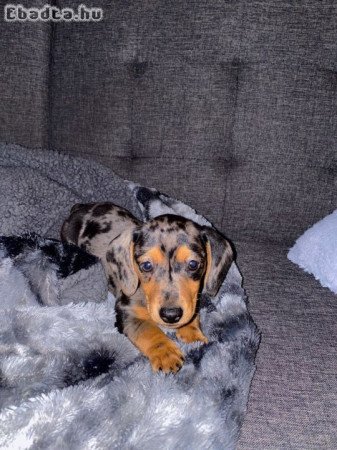 Fekete harlekin tacsko