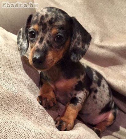 Fekete harlekin tacsko