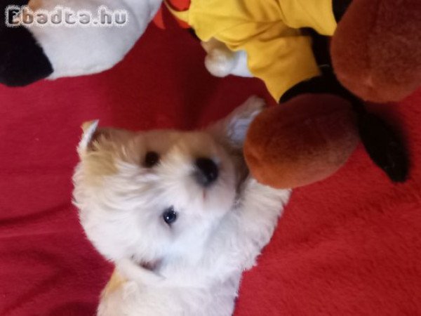 Westi kiskutyàk eladók