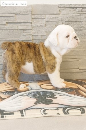 Angol bulldog FCI regisztrált
