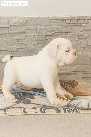 Angol bulldog FCI regisztrált