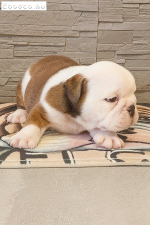 Angol bulldog FCI regisztrált