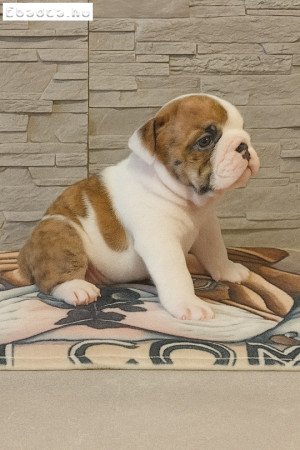 Angol bulldog FCI regisztrált