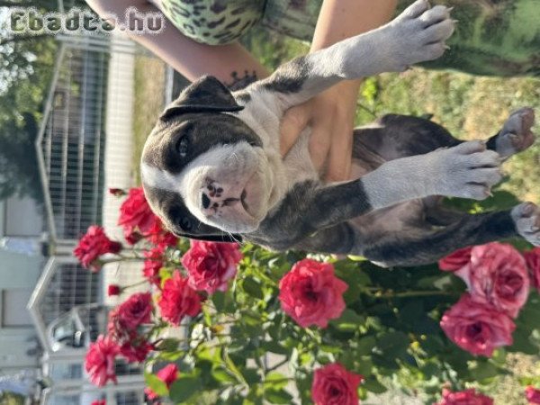 Eladó gyönyű szép Amerikai Stafford  kék kölykök