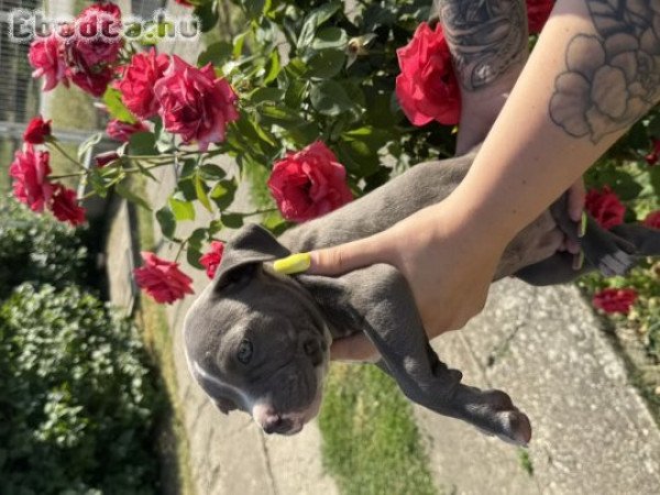 Eladó gyönyű szép Amerikai Stafford  kék kölykök