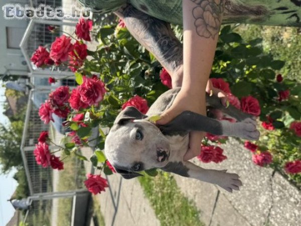 Eladó gyönyű szép Amerikai Stafford  kék kölykök