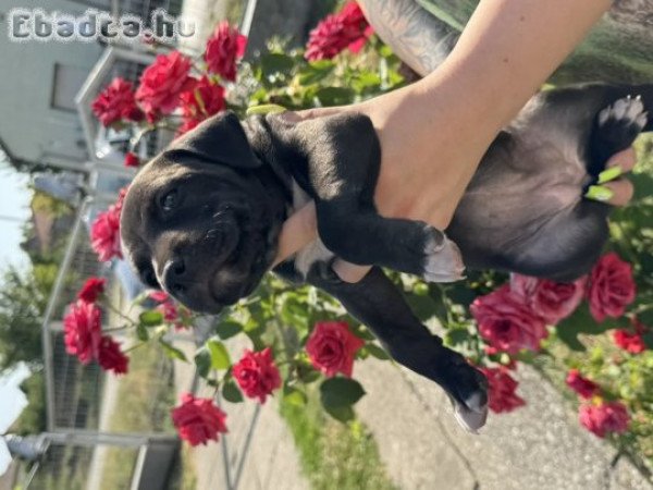 Eladó gyönyű szép Amerikai Stafford  kék kölykök