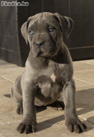 Cane Corso kiskutyák