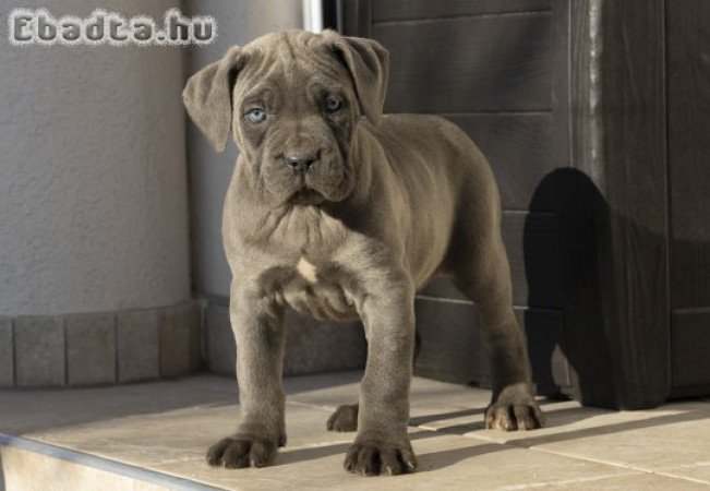 Cane Corso kiskutyák