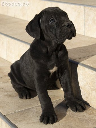 Cane Corso kiskutyák